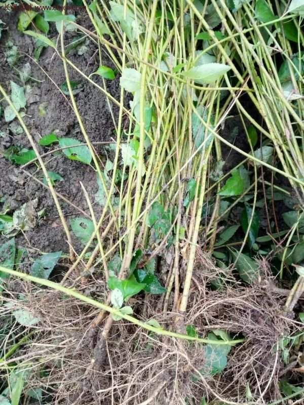 沭陽連翹 沭陽連翹