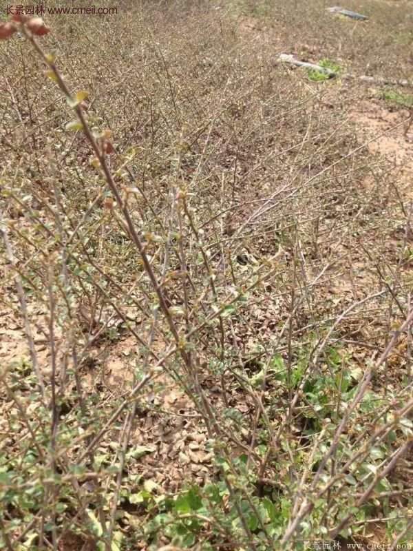 沭陽連翹 沭陽連翹