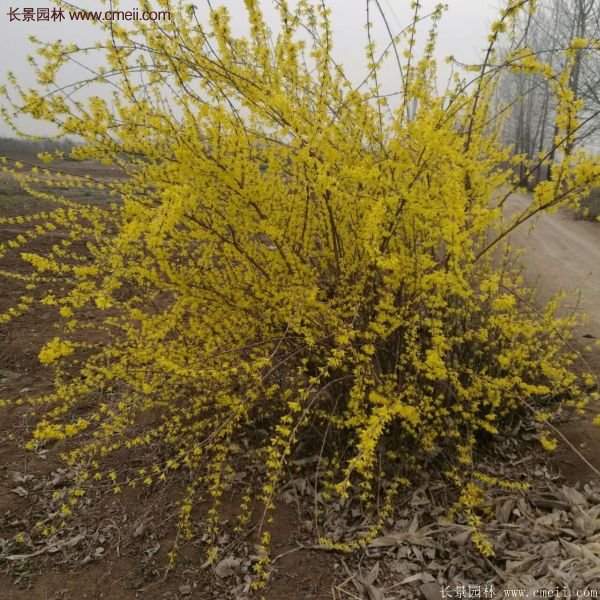 沭陽連翹 沭陽連翹