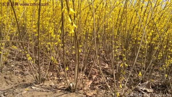 沭陽(yáng)連翹苗 沭陽(yáng)連翹苗