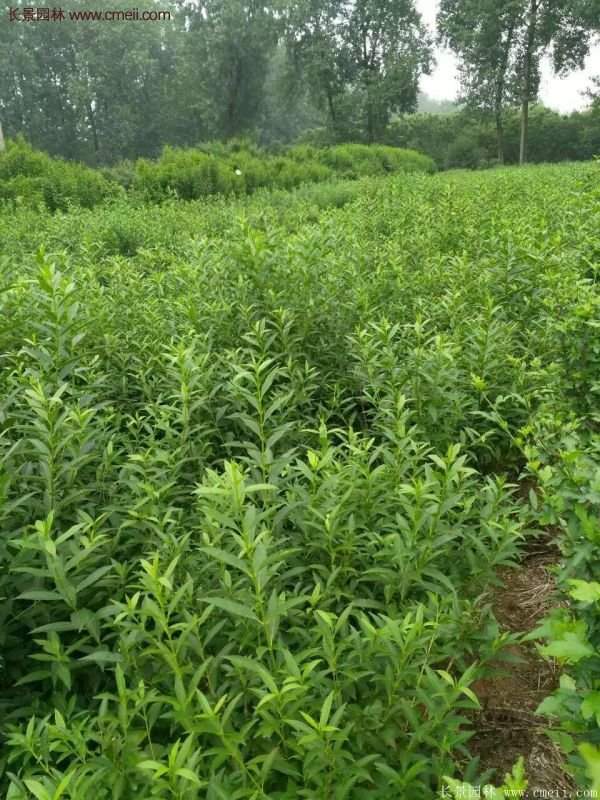 沭陽(yáng)連翹苗 沭陽(yáng)連翹苗