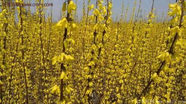 沭陽(yáng)連翹苗 沭陽(yáng)連翹苗