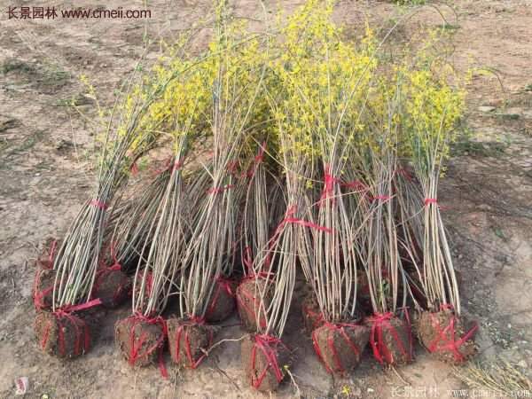 沭陽連翹的行情 沭陽連翹的行情