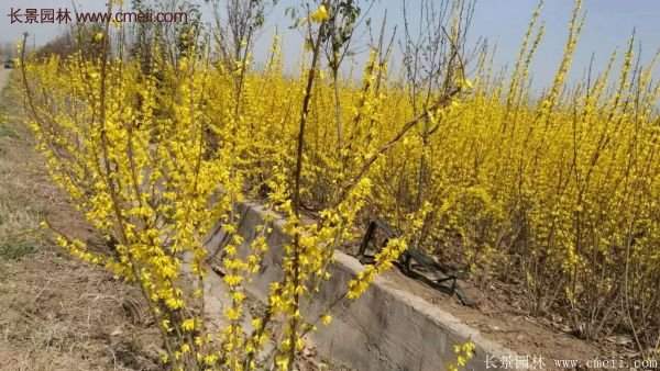 沭陽連翹的行情 沭陽連翹的行情