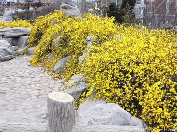 沭陽連翹的行情 沭陽連翹的行情