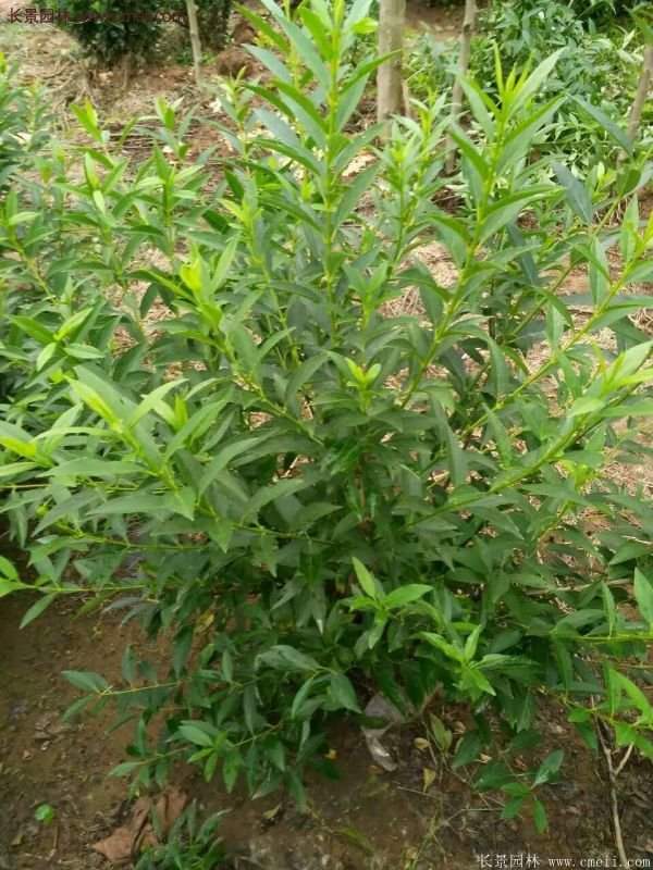 沭陽的連翹苗 沭陽的連翹苗