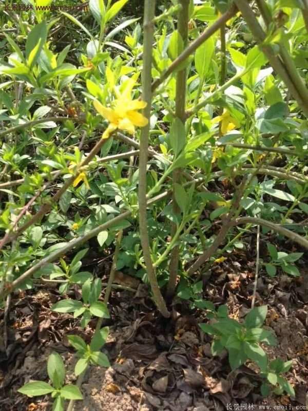 沭陽的連翹苗 沭陽的連翹苗