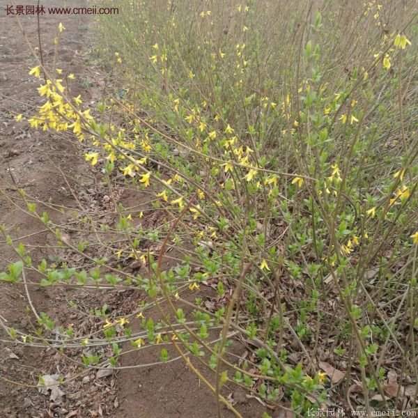 沭陽的連翹市場 沭陽的連翹市場