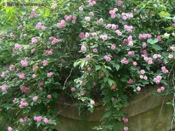 “顏值爆表”爬藤薔薇，看的心都醉了