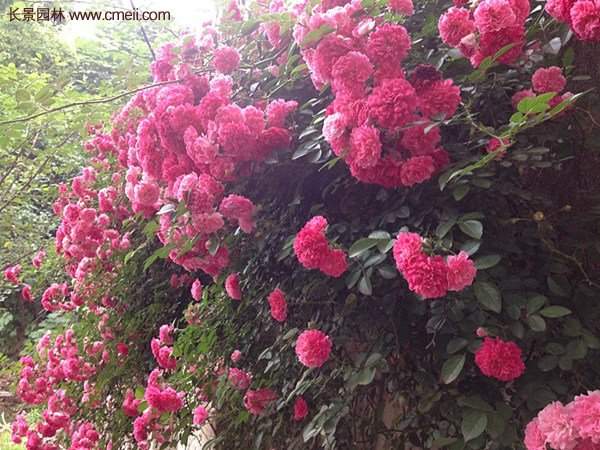 “顏值爆表”爬藤薔薇，看的心都醉了