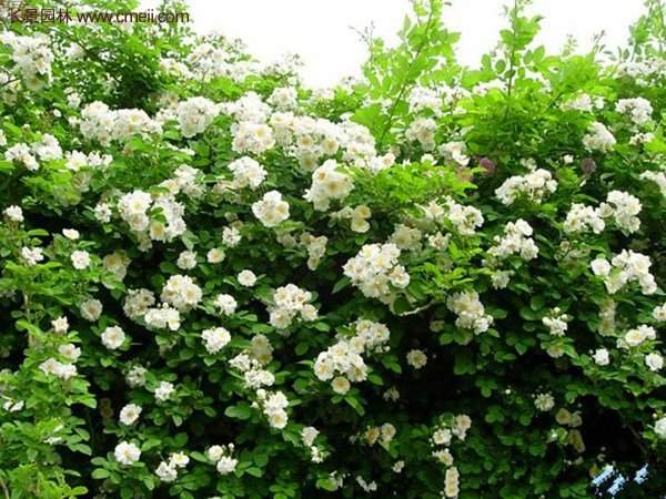 薔薇基地的爬藤薔薇