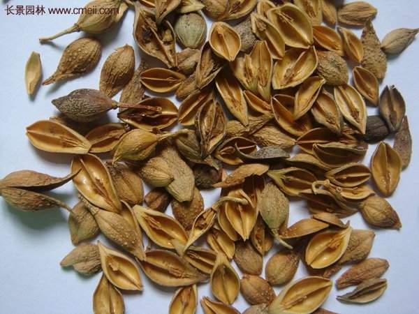 沭陽連翹苗 沭陽連翹苗