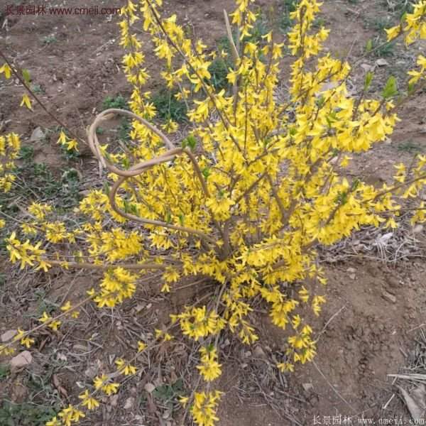 沭陽連翹苗 沭陽連翹苗