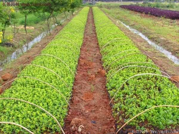 沭陽連翹苗 沭陽連翹苗