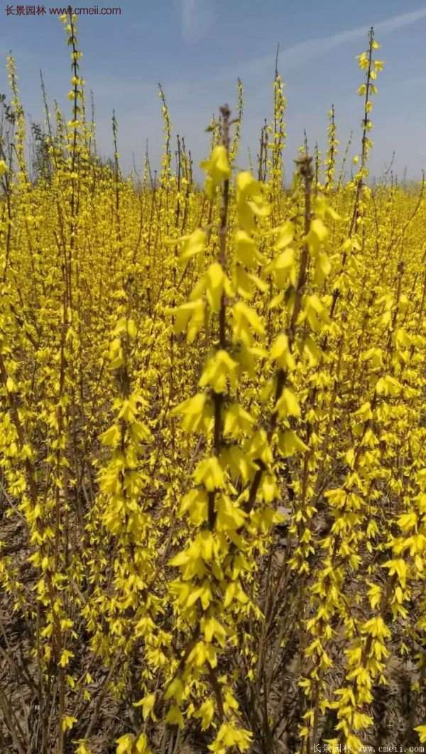 沭陽連翹的價格 沭陽連翹的價格