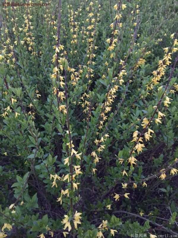 沭陽連翹的價格 沭陽連翹的價格