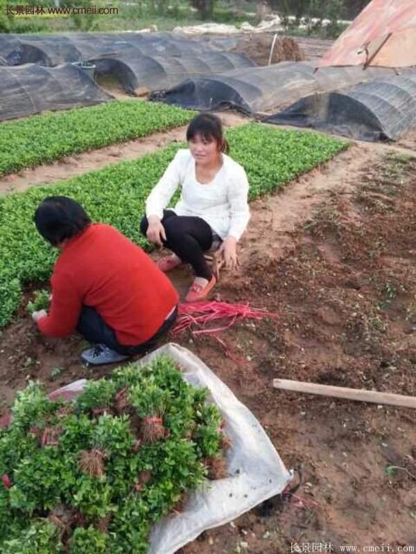 沭陽衛矛的行情 沭陽衛矛的行情