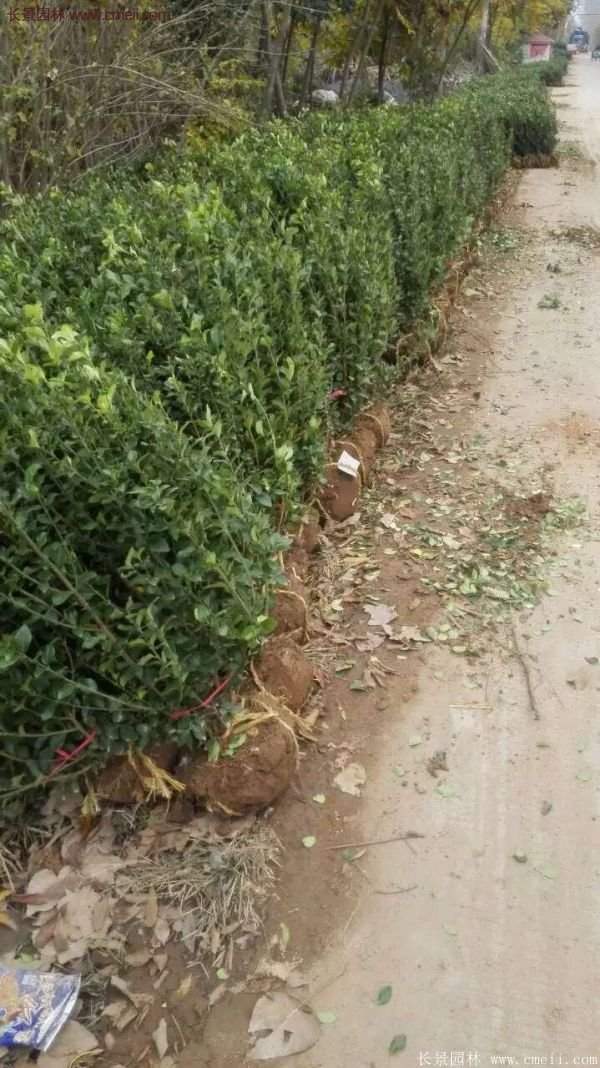 衛矛產地 衛矛產地