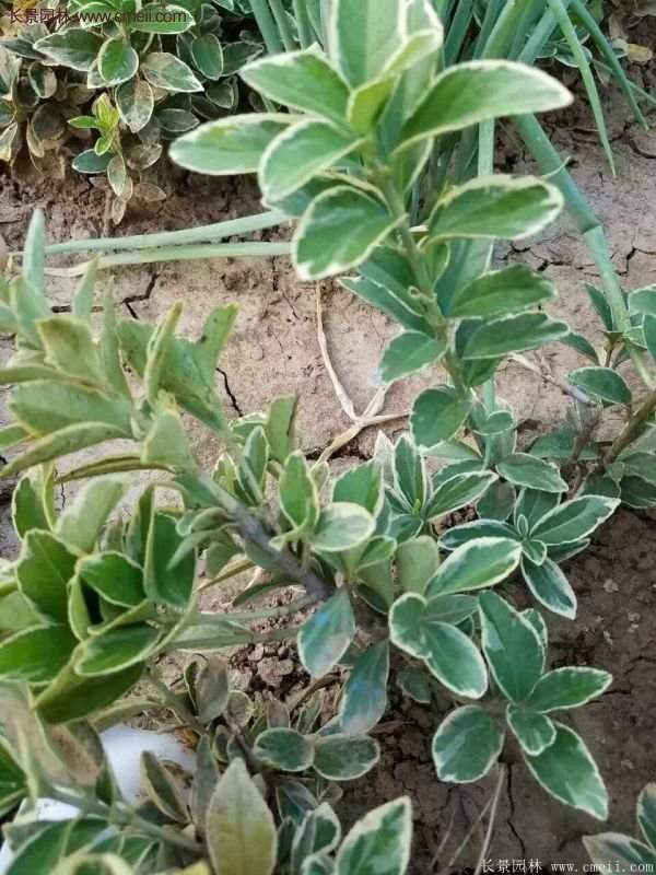 沭陽(yáng)金邊黃楊基地 沭陽(yáng)金邊黃楊基地