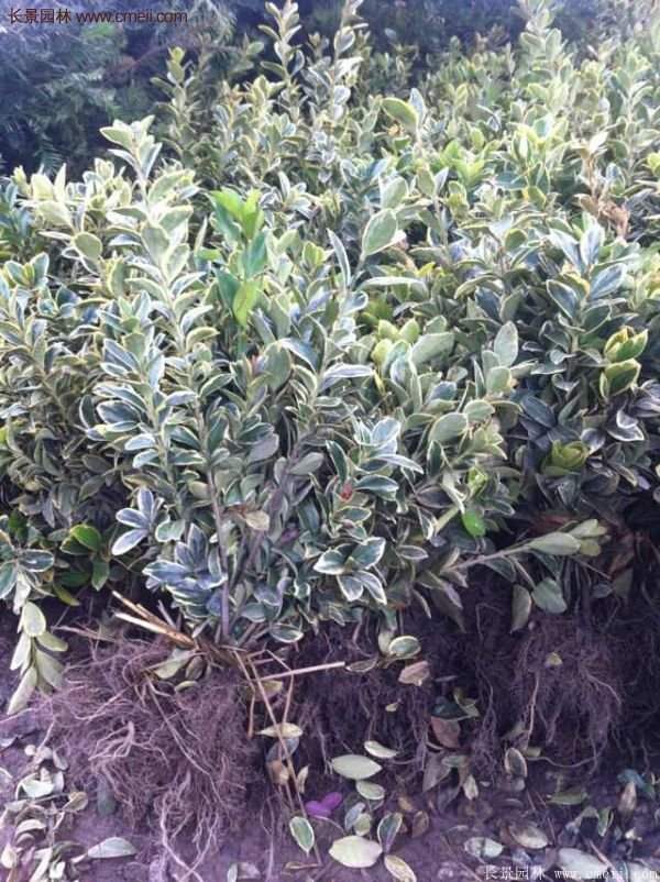 沭陽(yáng)金邊黃楊基地 沭陽(yáng)金邊黃楊基地