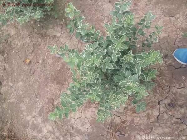 沭陽(yáng)金邊黃楊基地 沭陽(yáng)金邊黃楊基地