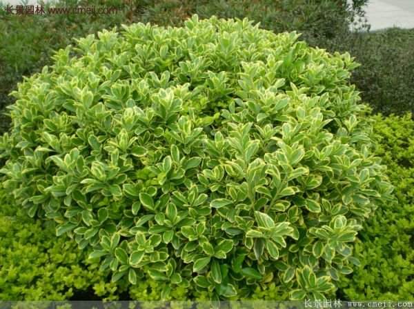 沭陽(yáng)金邊黃楊規(guī)格 沭陽(yáng)金邊黃楊規(guī)格