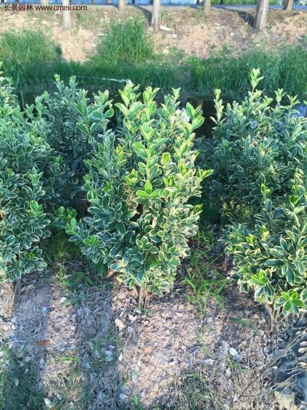 沭陽(yáng)金邊黃楊規(guī)格 沭陽(yáng)金邊黃楊規(guī)格