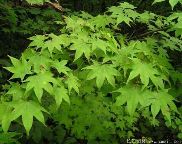 青楓樹苗產地都有哪些地方?