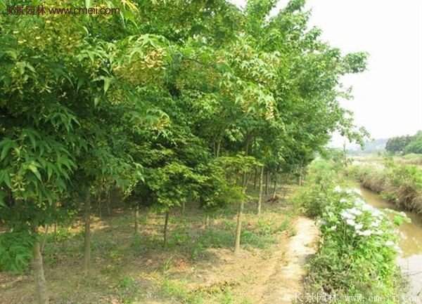 青楓樹苗產地都有哪些地方?