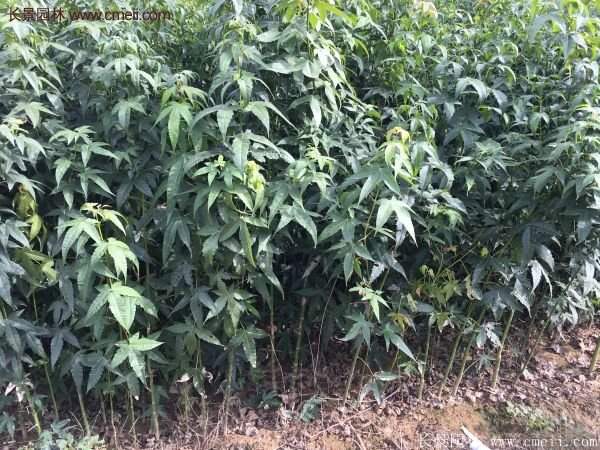 青楓樹苗產地都有哪些地方?