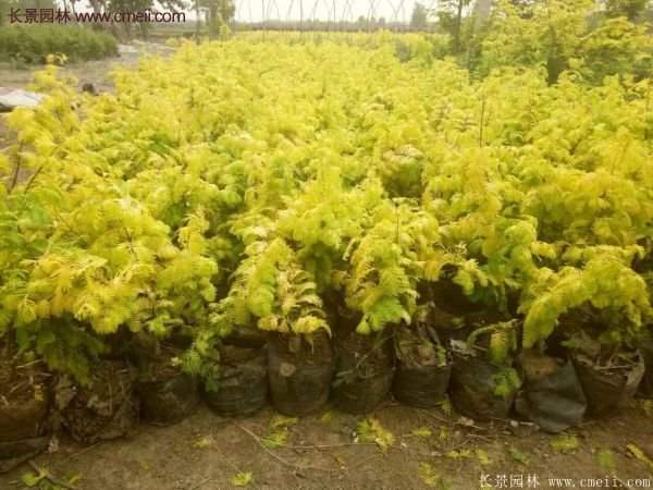 水杉有什么藥用價值?