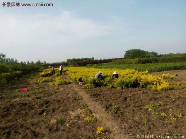 沭陽金葉女貞基地 沭陽金葉女貞基地