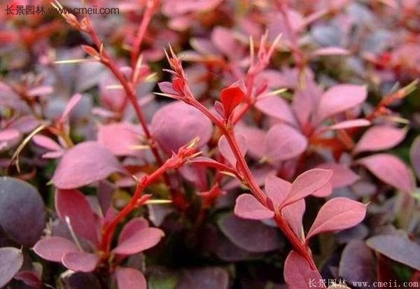 沭陽紅葉小檗基地照片 沭陽紅葉小檗基地照片