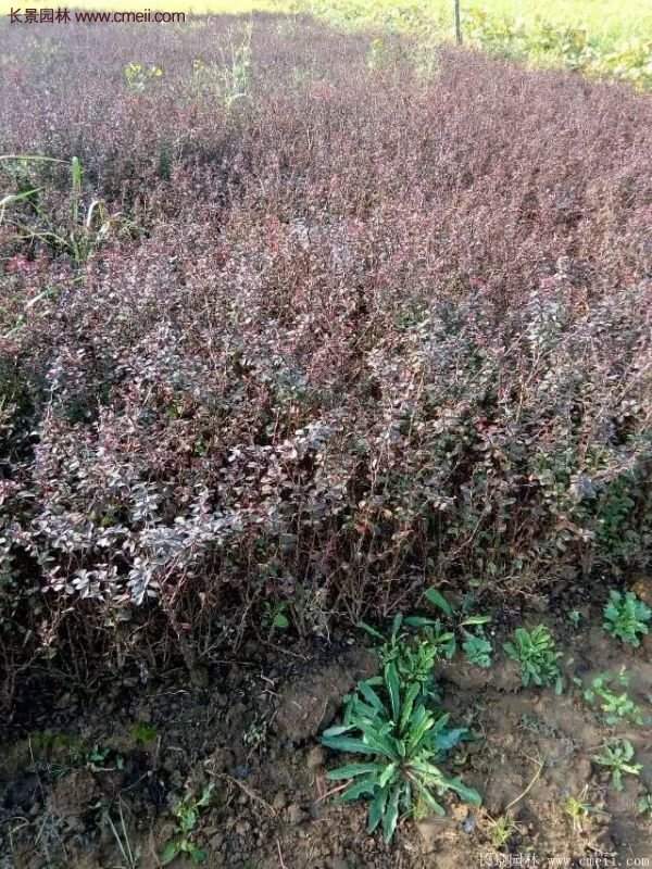 沭陽紅葉小檗基地照片 沭陽紅葉小檗基地照片