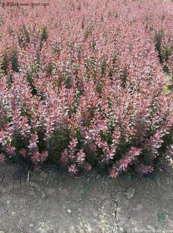 沭陽紅葉小檗基地照片 沭陽紅葉小檗基地照片