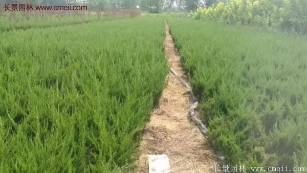 最新最全的小龍柏栽植技術(shù)匯總