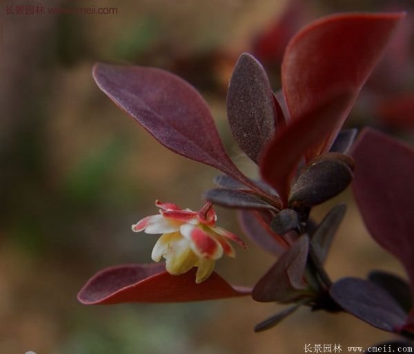 江蘇基地紅葉小檗 江蘇基地紅葉小檗