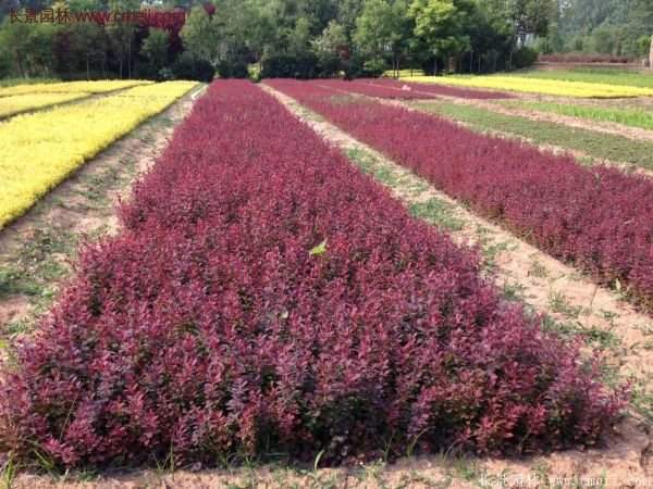 江蘇基地紅葉小檗 江蘇基地紅葉小檗
