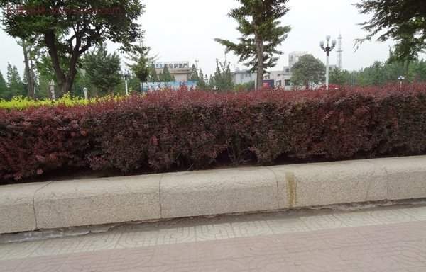 沭陽紅葉小檗價格 沭陽紅葉小檗價格