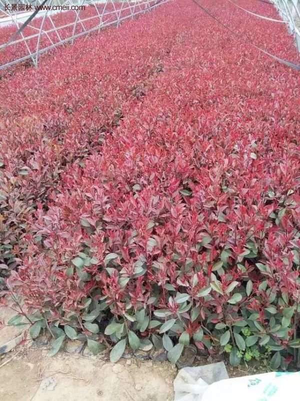 沭陽紅葉石楠基地小苗 沭陽紅葉石楠基地小苗