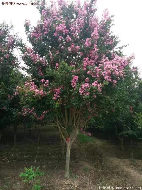 紫薇樹多少錢一棵?