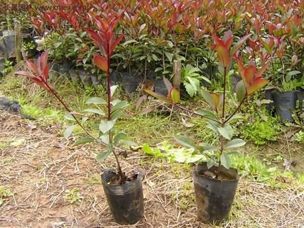 沭陽基地的紅葉石楠苗 沭陽基地的紅葉石楠苗