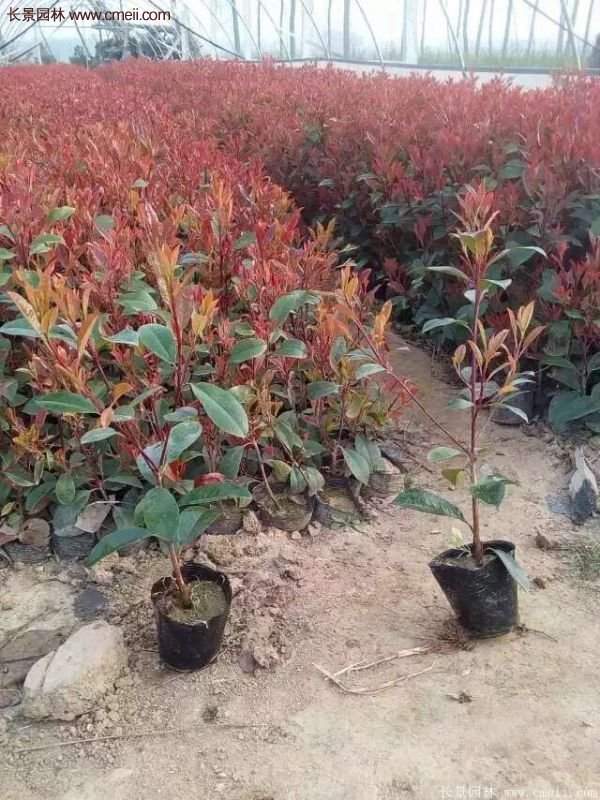 紅葉石楠小杯苗 紅葉石楠小杯苗