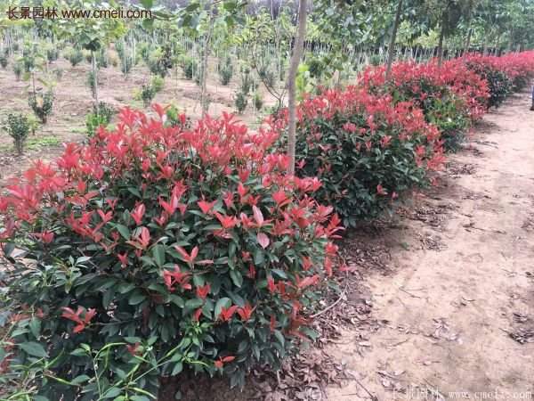 沭陽(yáng)基地的紅葉石楠 沭陽(yáng)基地的紅葉石楠