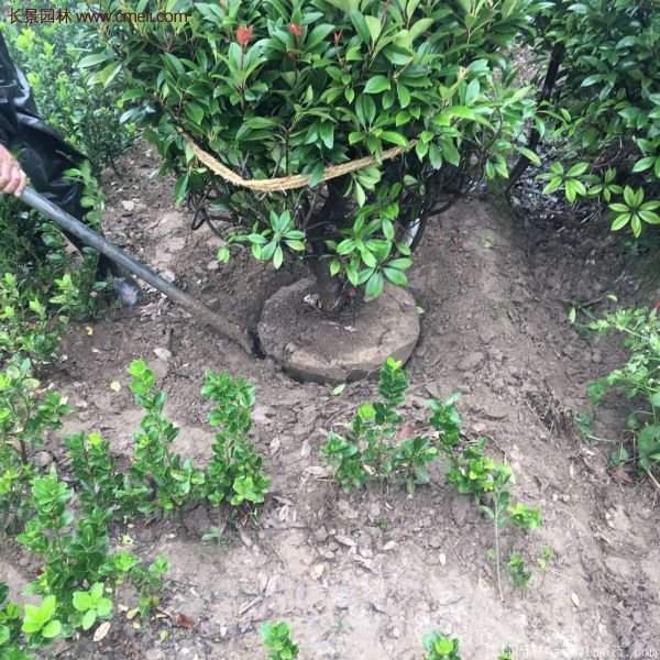 沭陽(yáng)基地的紅葉石楠 沭陽(yáng)基地的紅葉石楠