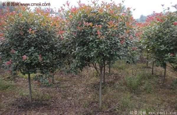 沭陽(yáng)基地的紅葉石楠 沭陽(yáng)基地的紅葉石楠