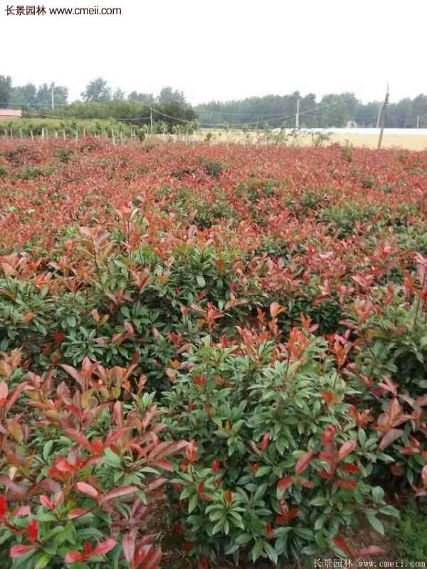 沭陽紅葉石楠 沭陽紅葉石楠