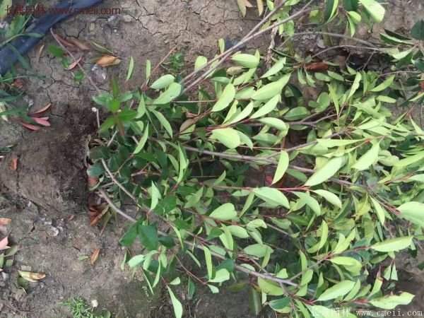 沭陽紅葉石楠 沭陽紅葉石楠