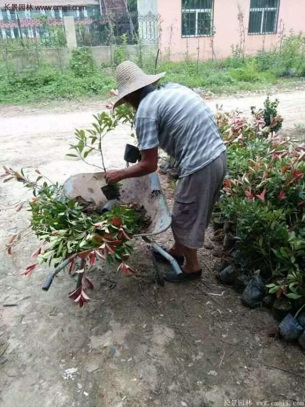 紅葉石楠的養護方法 紅葉石楠的養護方法
