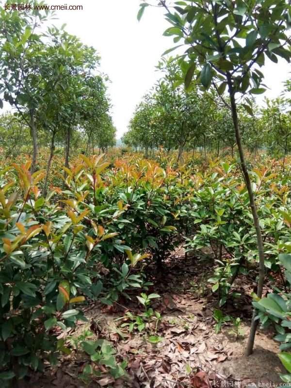 紅葉石楠的養護方法 紅葉石楠的養護方法